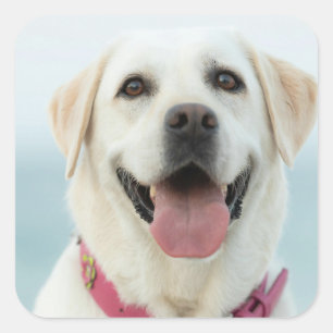 Adesivo Quadrado Crie Sua Própria Foto Personalizada de Animal de E