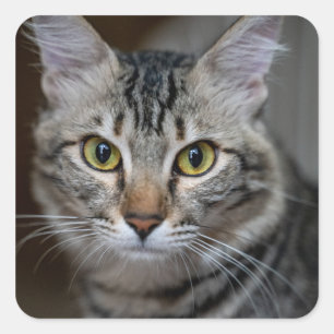 Adesivo Quadrado Crie Sua Própria Foto Personalizada de Gato de Est