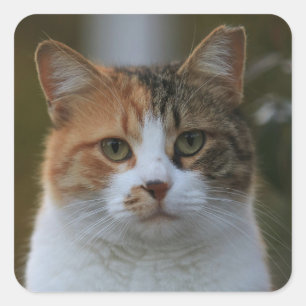 Adesivo Quadrado Crie Sua Própria Foto Personalizada de Gato de Est