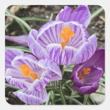 Crocos Primavera roxos.