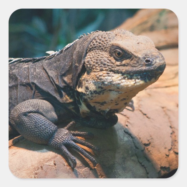 Adesivo Quadrado Ctenosaura melanosterna (Frente)