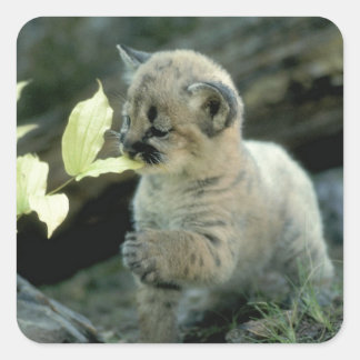 Adesivo Quadrado Cubo Leopardo de Neve