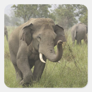 Adesivo Quadrado Cumprimento de Elefante Asiático Indiano