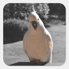 Adesivo Quadrado Curioso Cacatua de Crista Amarela
