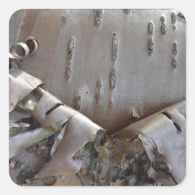 Adesivo Quadrado Curly Birch Bark Tree Rustic (Frente)