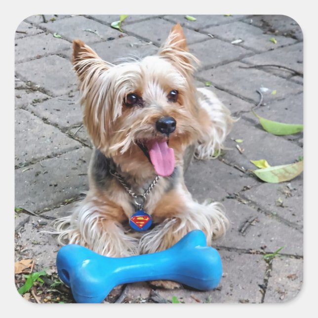 Adesivo Quadrado Cut Terrier (Frente)