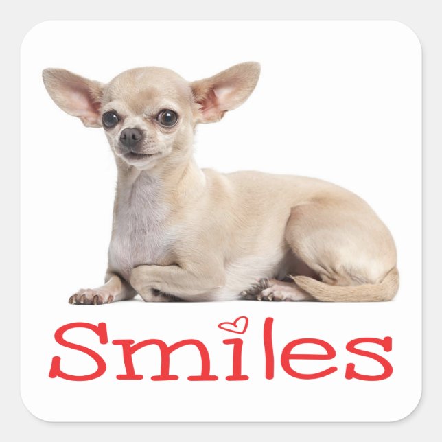 Adesivo Quadrado Cute Chihuahua Mãe Cachorro Cachorro Resgate Alô A (Frente)