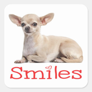 Adesivo Quadrado Cute Chihuahua Mãe Cachorro Cachorro Resgate Alô A