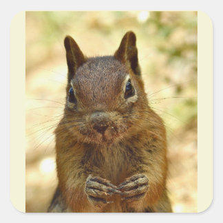 Adesivo Quadrado Cute Little Squirrel Animal Nature Wildlife