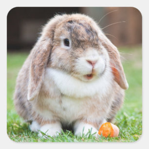 Adesivo Quadrado Cute Mini Holland Lop Bunny Rabbit