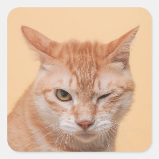 Adesivo Quadrado Cute Orange Cat Winking Animal Nature Wildlife