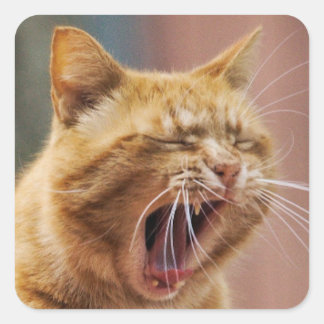 Adesivo Quadrado Cute Orange Cat Yawning Animal Nature Wildlife