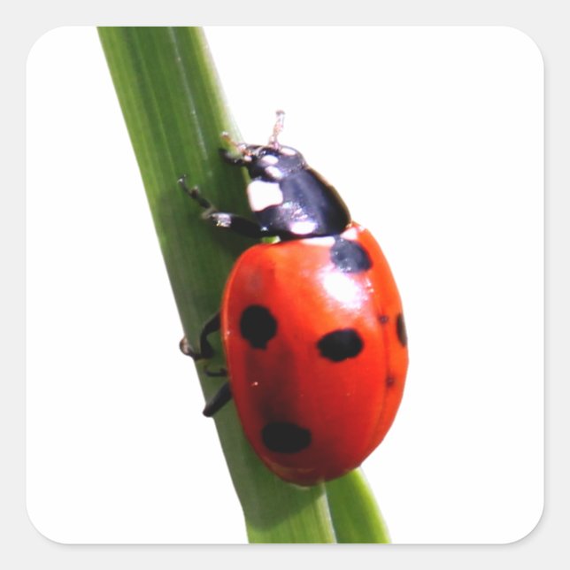 Adesivo Quadrado Cute Red Spotted Ladybug (Frente)