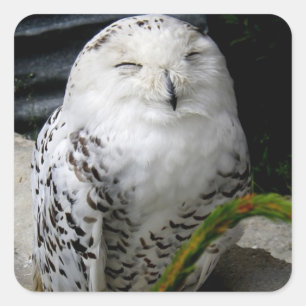 Adesivo Quadrado Cute Snowy Owl