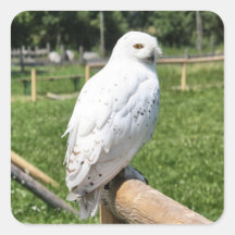 Cute Snowy Owl