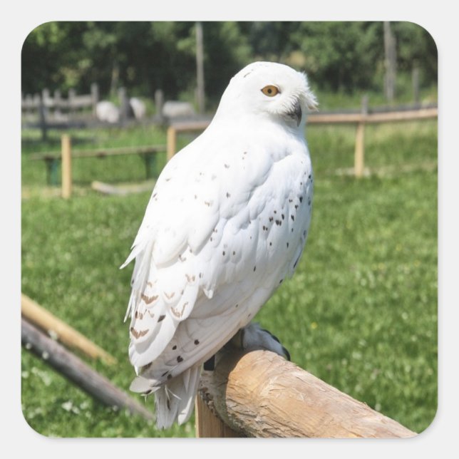 Adesivo Quadrado Cute Snowy Owl (Frente)