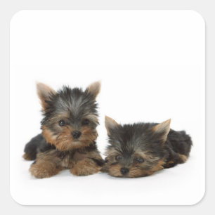 Adesivo Quadrado Cute Yorkshire Terrier cachorrinhos