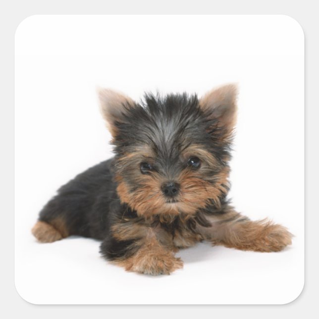 Adesivo Quadrado Cute Yorkshire Terrier Puppy (Frente)
