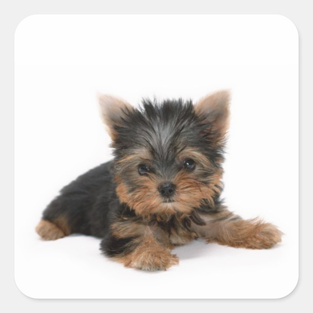 Adesivo Quadrado Cute Yorkshire Terrier Puppy (Frente)