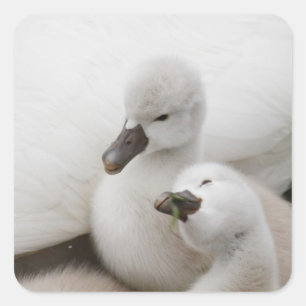 Adesivo Quadrado Cygnets da cisne muda