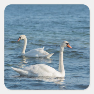 Adesivo Quadrado Cygnus branco