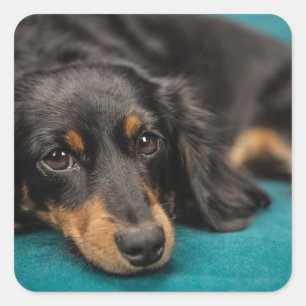 Adesivo Quadrado Dachshund bonito que estabelece