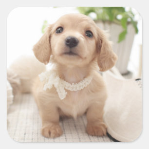 Adesivo Quadrado Dachshund diminuto