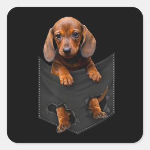 Adesivo Quadrado Dachshund No Meu Pocket Dachshund Weiner Dog Dift