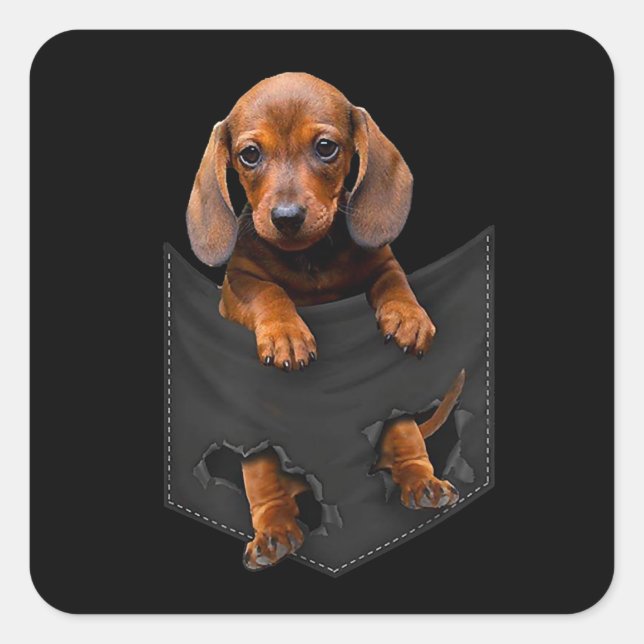 Adesivo Quadrado Dachshund No Meu Pocket Dachshund Weiner Dog Dift (Frente)