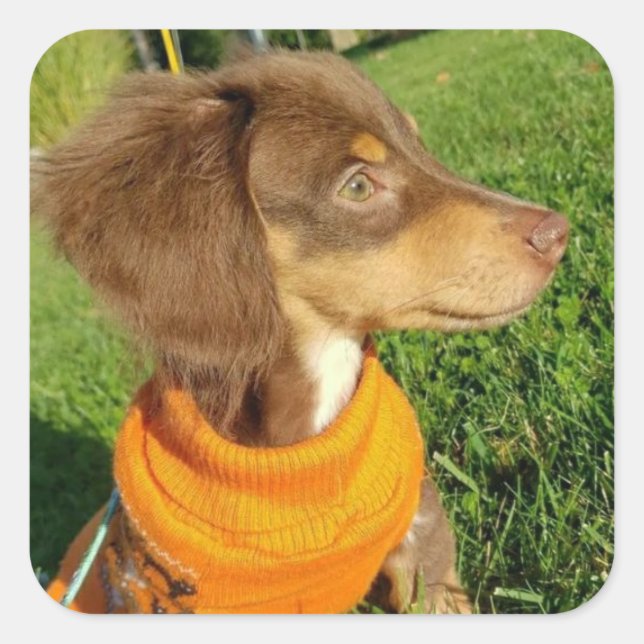 Adesivo Quadrado Dachshund Stickers (Frente)