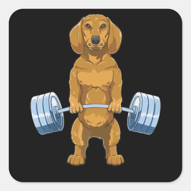 Adesivo Quadrado Dachshund Weightlifting Deadlift Fitness Gym (Frente)