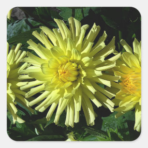 Adesivo Quadrado Dahlia Lakeview Brilho #1-2 Stickers