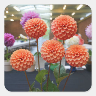Adesivo Quadrado Dahlia Rosa Toscano #1-1 Stickers