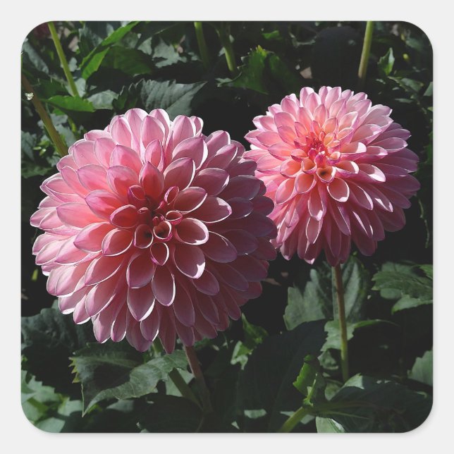 Adesivo Quadrado Dahlia Valley Porcupine #1 Stickers (Frente)
