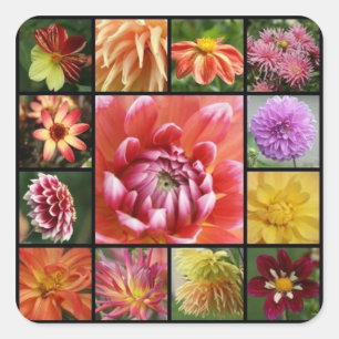Adesivo Quadrado dahlias