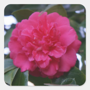 Adesivo Quadrado Daikagura Red Camellia