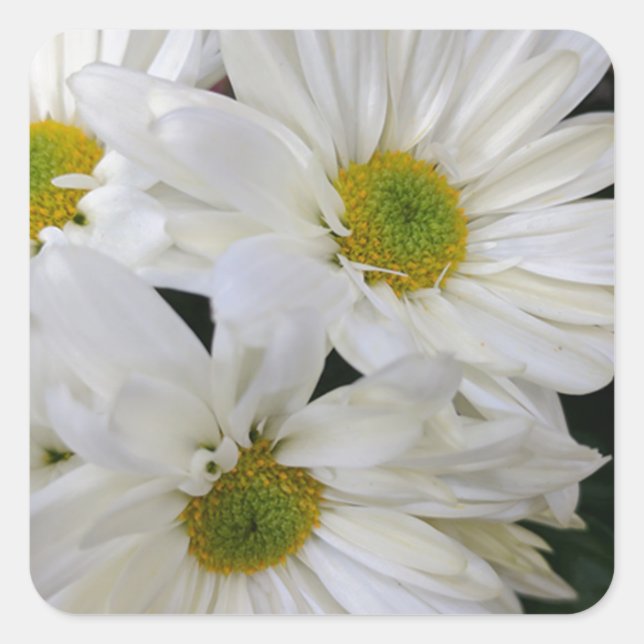 Adesivo Quadrado Daisy (Frente)