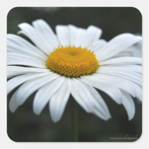 Adesivo Quadrado Daisy - Enfrentar