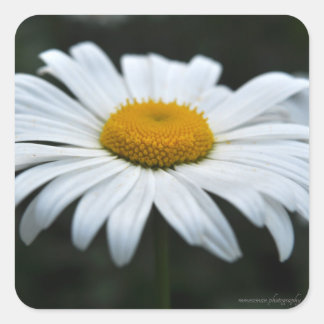 Adesivo Quadrado Daisy - Enfrentar