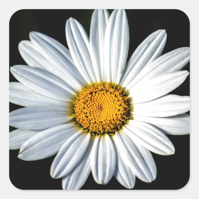 Adesivo Quadrado Daisy Mae Sticker (Frente)