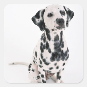 Adesivo Quadrado Dalmatian