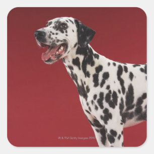 Adesivo Quadrado Dalmatian 6