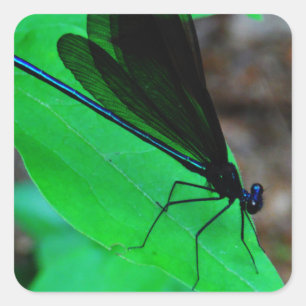 Adesivo Quadrado Damselfly azul em uma folha verde.