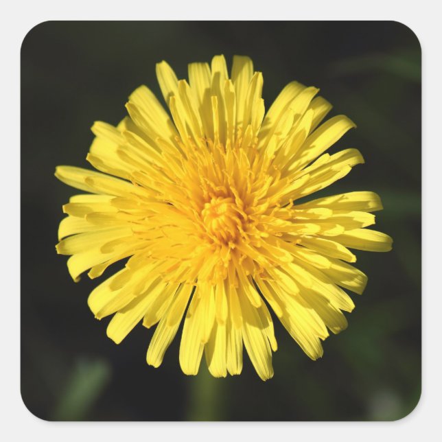 Adesivo Quadrado Dandelion (Frente)