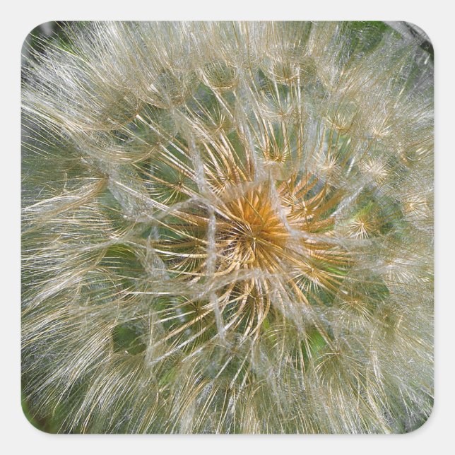 Adesivo Quadrado Dandelion Flower (Frente)