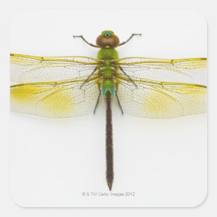 Adesivo Quadrado Darner verde (junius de Anax) no fundo branco,