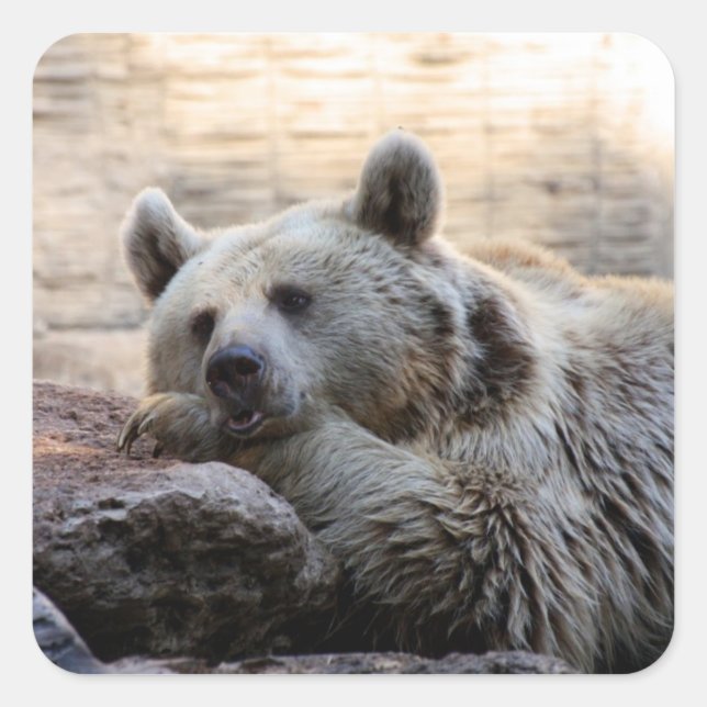 Adesivo Quadrado Daydreaming Bear Stickers (Frente)