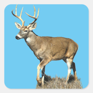 Adesivo Quadrado Deer Buck Branco