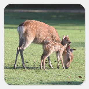 Adesivo Quadrado Deer, filho pai, manhã