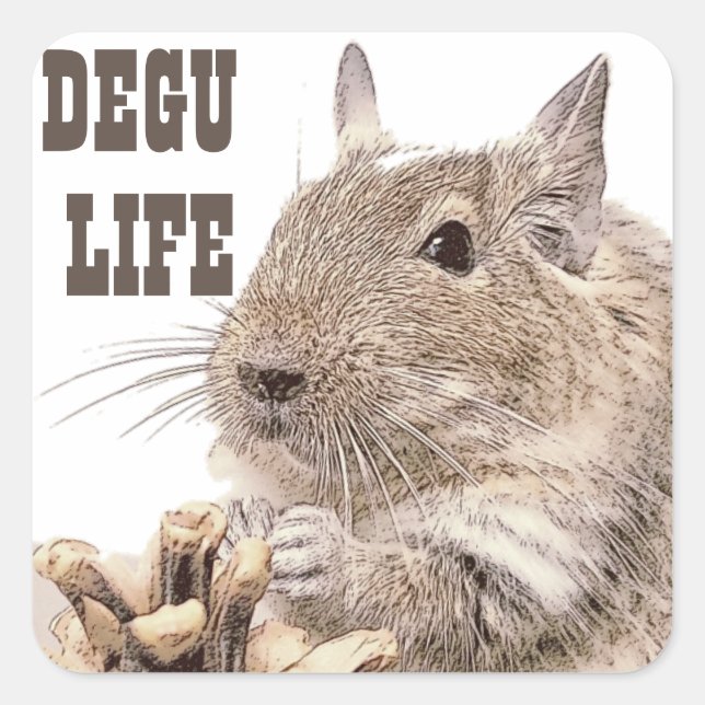 Adesivo Quadrado ► DEGU ►   Rodents (Frente)